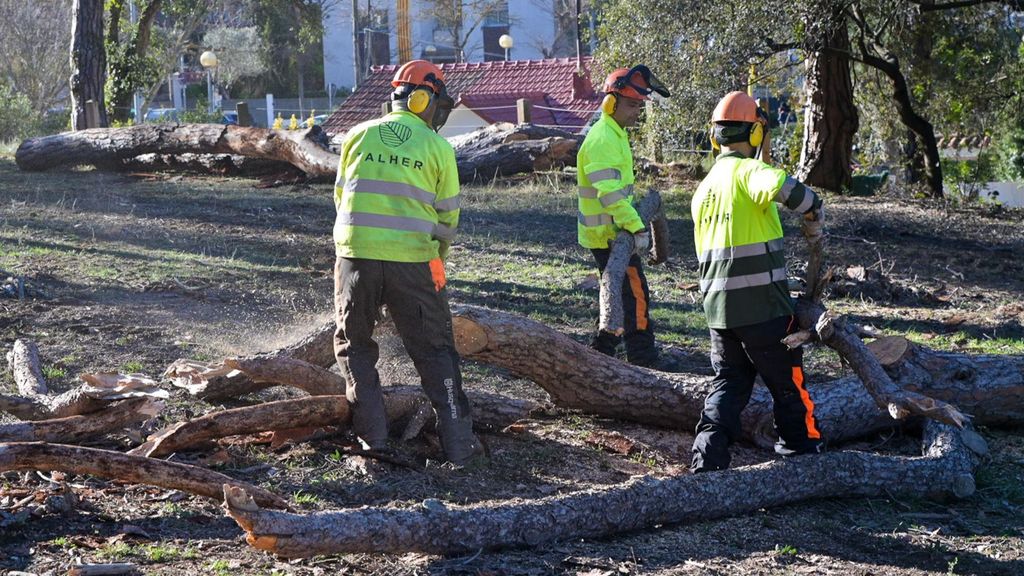 Personal tala árboles afectados por la sequía en el Parc Natural de Collserola (Barcelona)