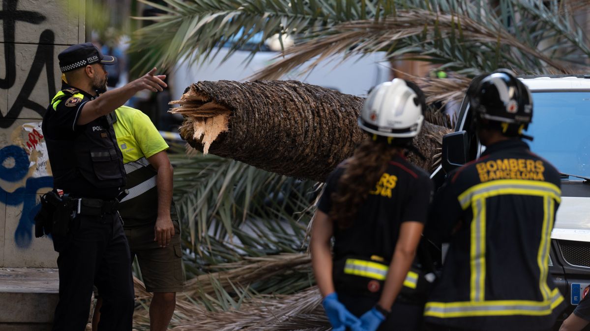 Muere una mujer al caerle encima una palmera en el Raval de Barcelona