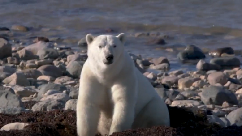 El Ártico se calienta cuatro veces más rápido que el resto del planeta: así afecta a los osos polares