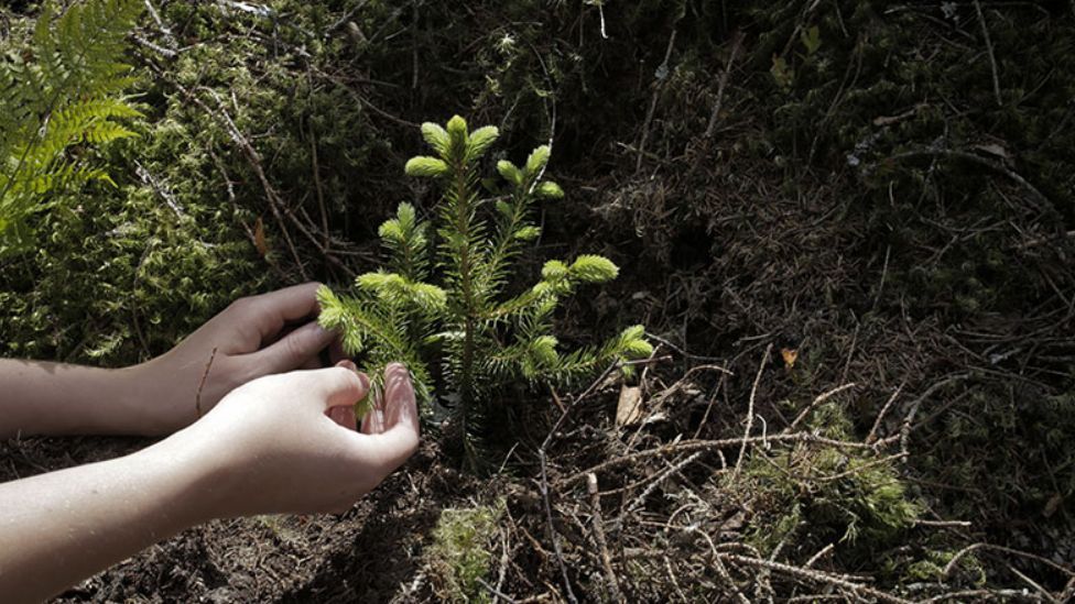 Se han plantado mil abetos que en 2114 se talarán para imprimir los 100 manuscritos