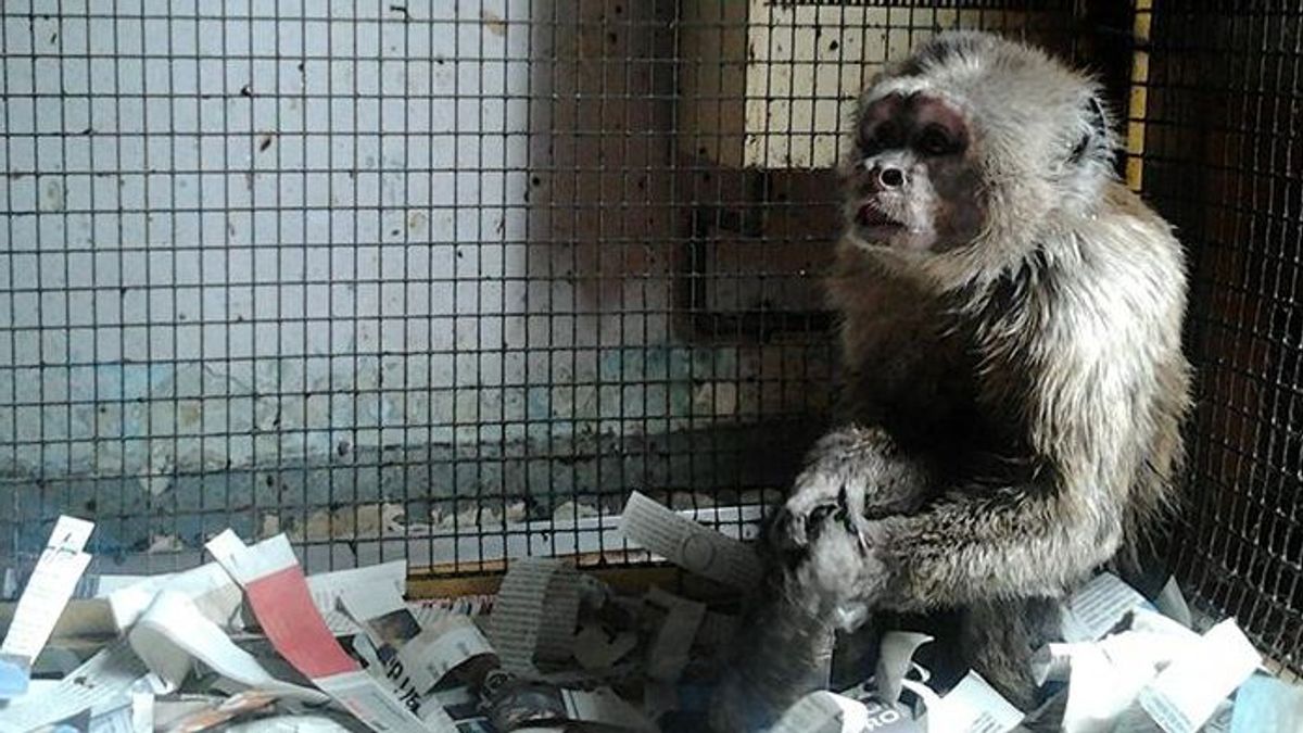 Linito, un mono que vivía enjaulado desde hace 35 años en un piso de Barcelona