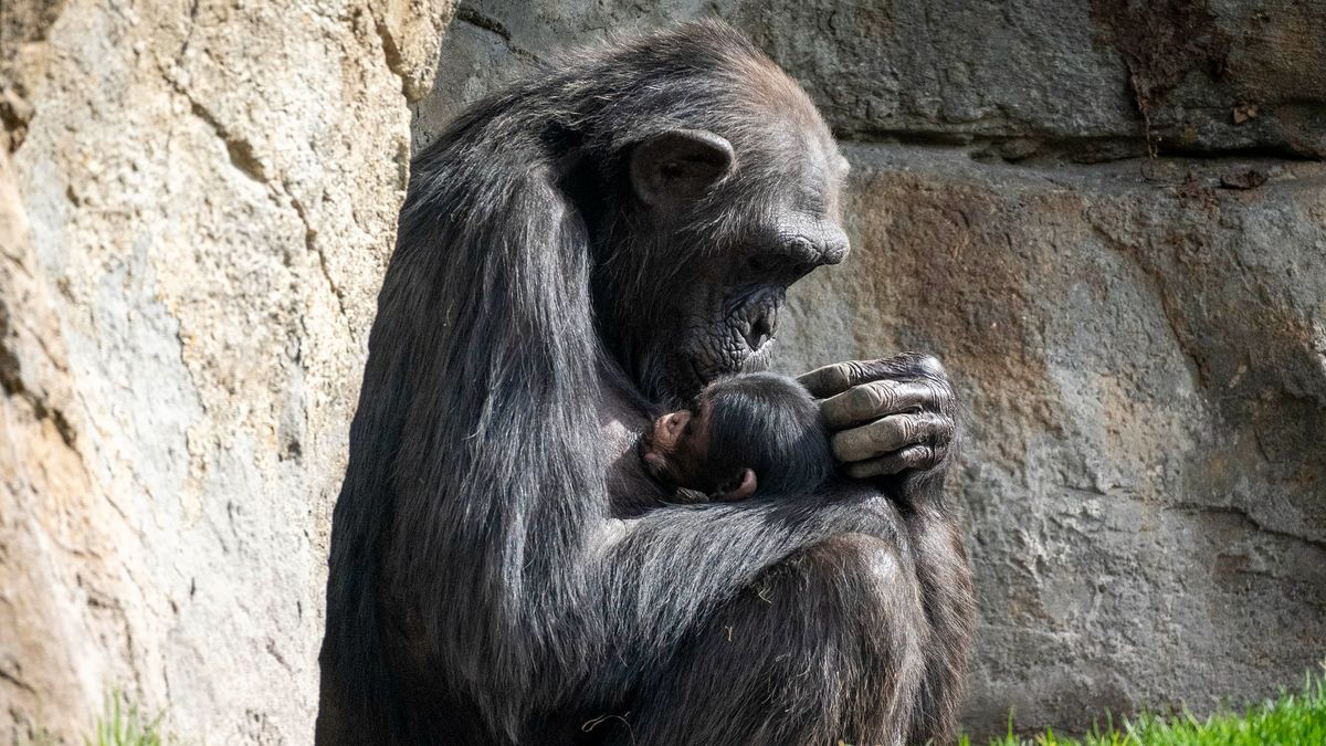 La chimpancé Natalia y su cría en la selva ecuatorial de Bioparc Valencia