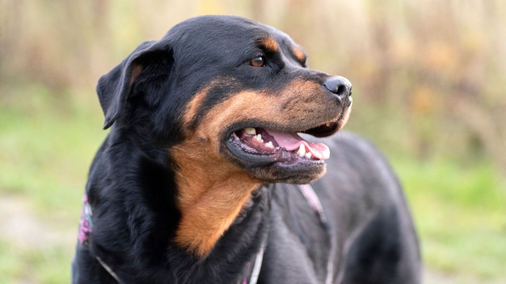 Ante el ataque de un perro hay que seguir una serie de consejos