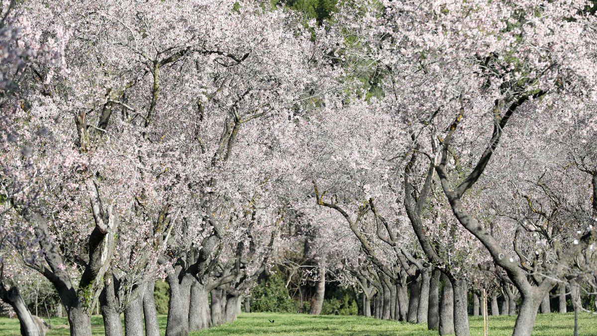El arte efímero de la floración de los almendros vuelve a la Quinta de los Molinos con 1.900 ejemplares