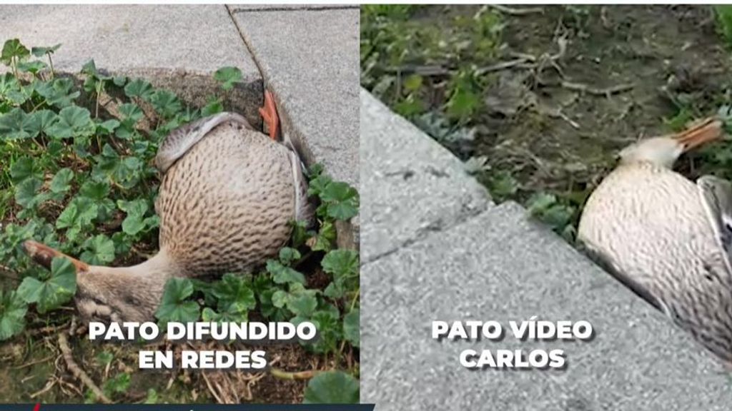 Resolvemos la polémica del pato muerto en la mascletá de Madrid, protagonista de las bromas de Ayuso: el video que demuestra lo que pasó