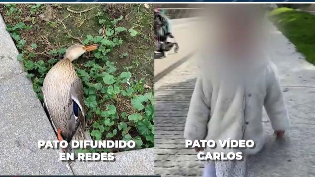 Resolvemos la polémica del pato muerto en la mascletá de Madrid, protagonista de las bromas de Ayuso: el video que demuestra lo que pasó