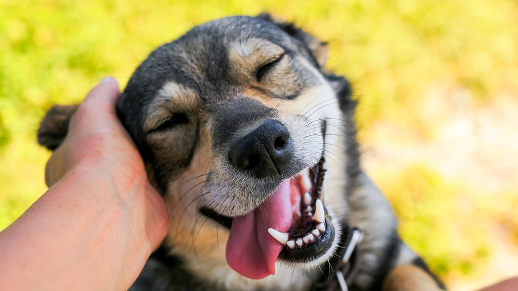 El lenguaje corporal de los perros ¿qué quiere decir tu mascota?