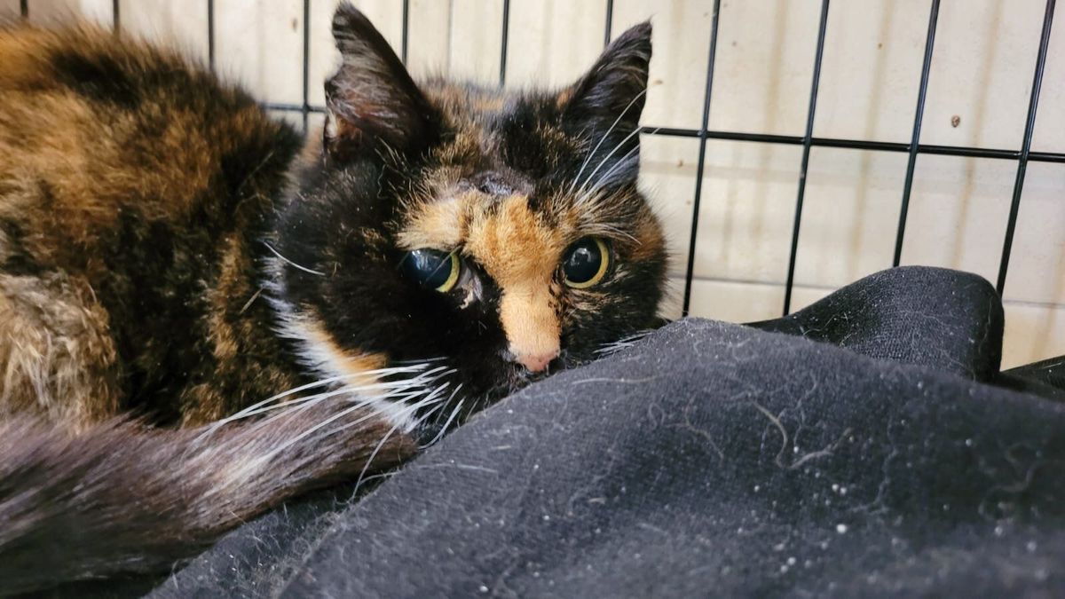 Uno de los gatos de la colonia atacada en Basauri