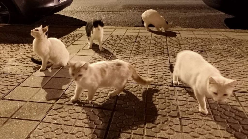 Varios gatos comunitarios en una calle de Basauri