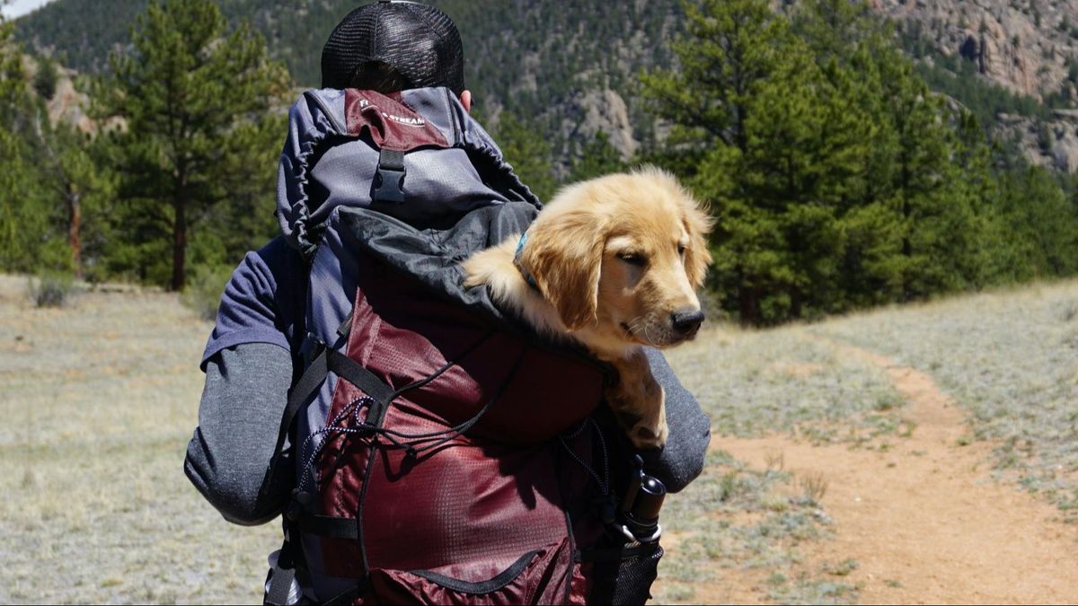 Viajar con mascota