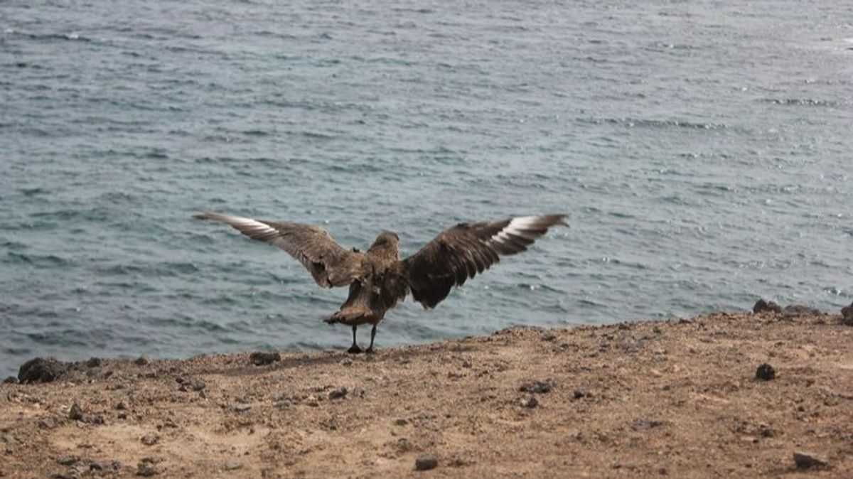 Pájaro en una playa