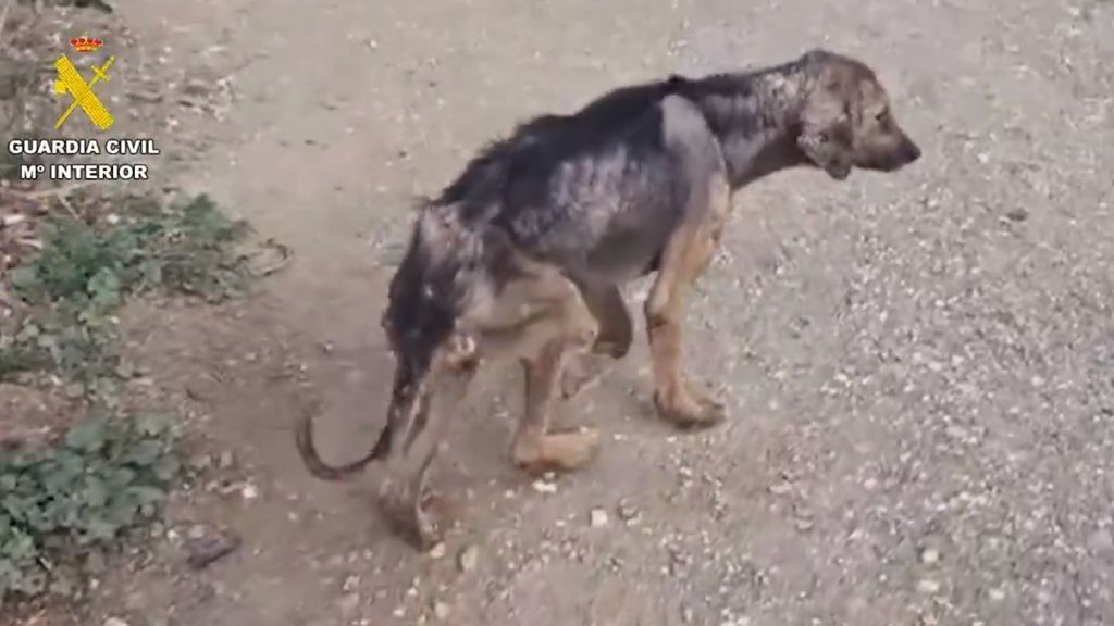 Perro desnutrido y con enfermedades