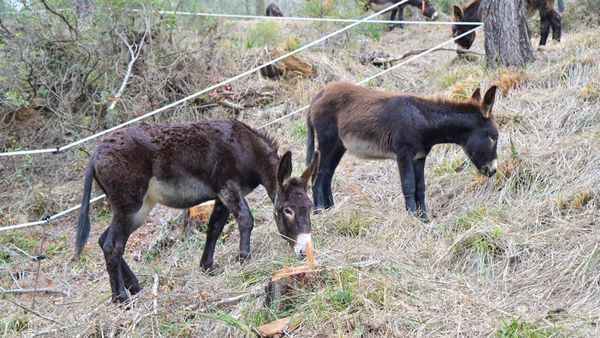 El rebaño de burros y cabras que adapta bosques a la sequía en Barcelona