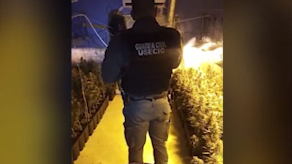 Dos detenidas tras hallar 400 de marihuana y 63 kilos de cogollos listos para su venta en Torrejón de Ardoz