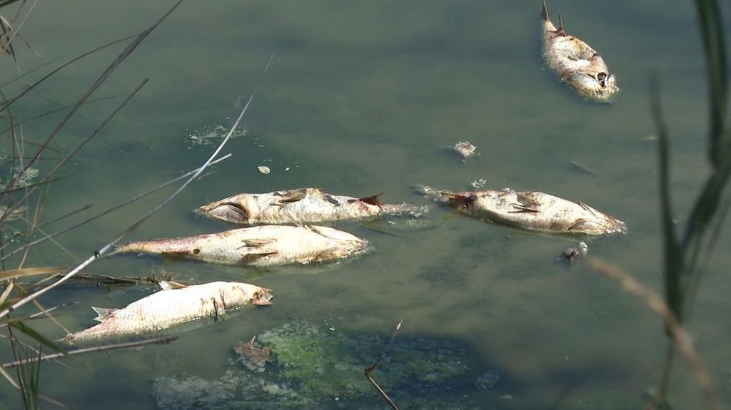 Peces muertos en los Aiguamolls del Empordà
