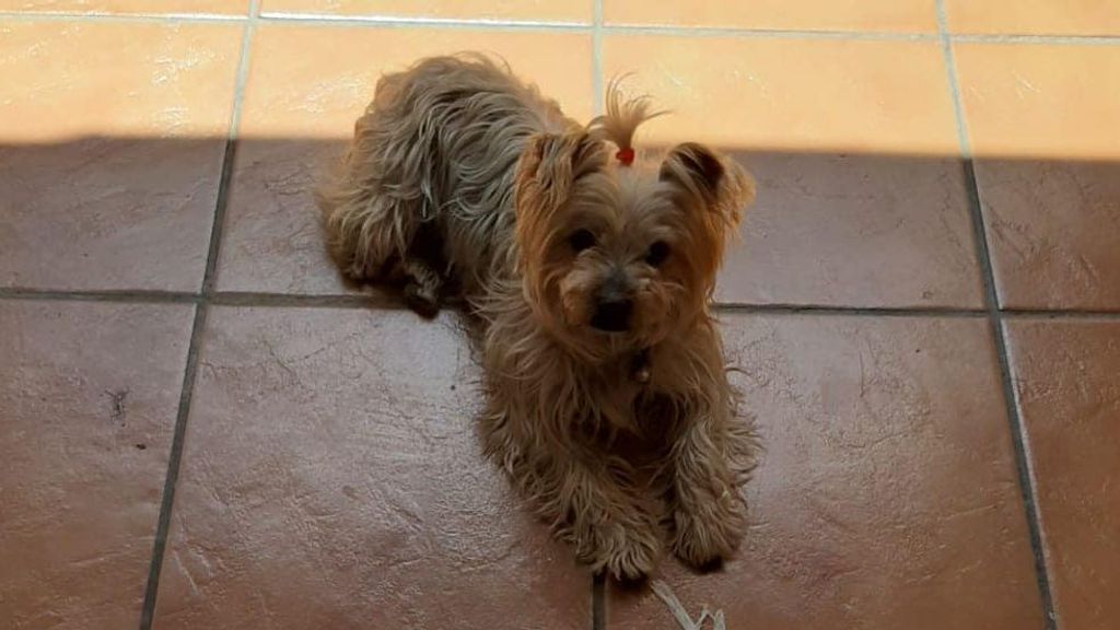 Simba, perro perdido en Lepe (Huelva)