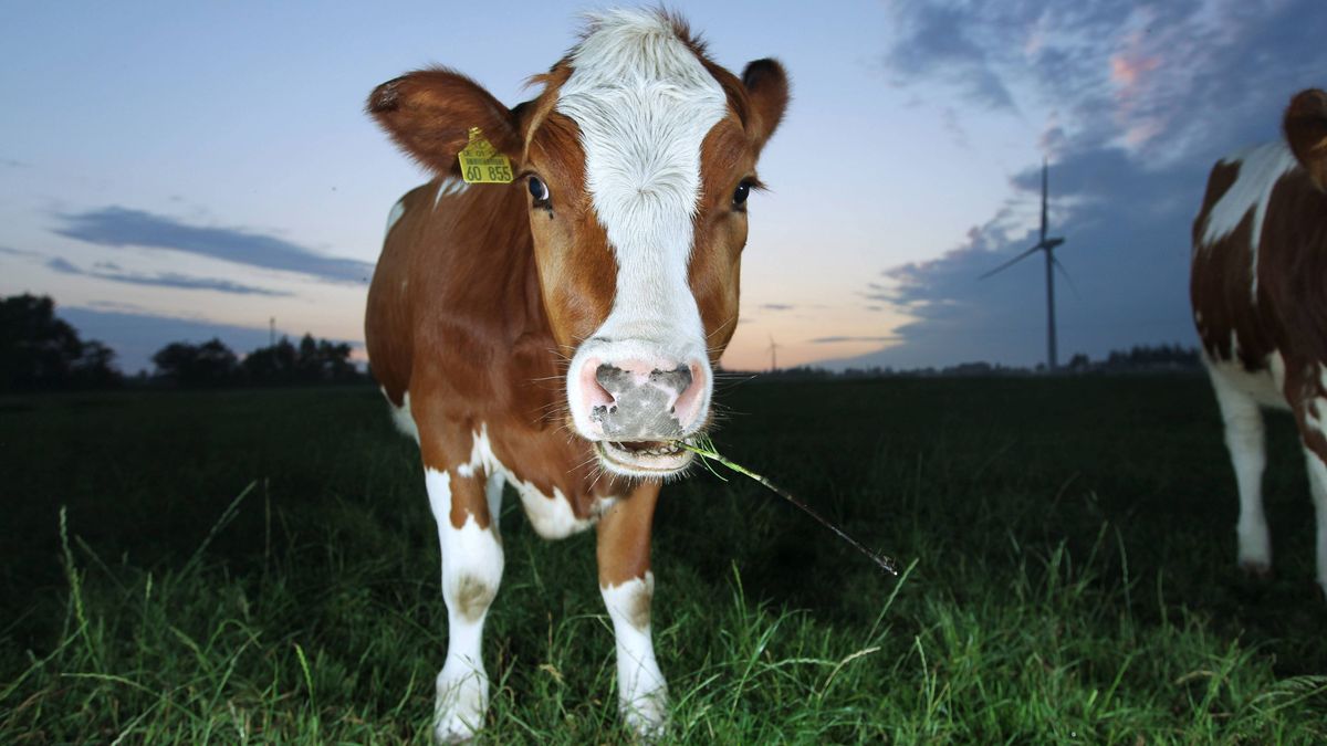 Una vaca pastando en un prado