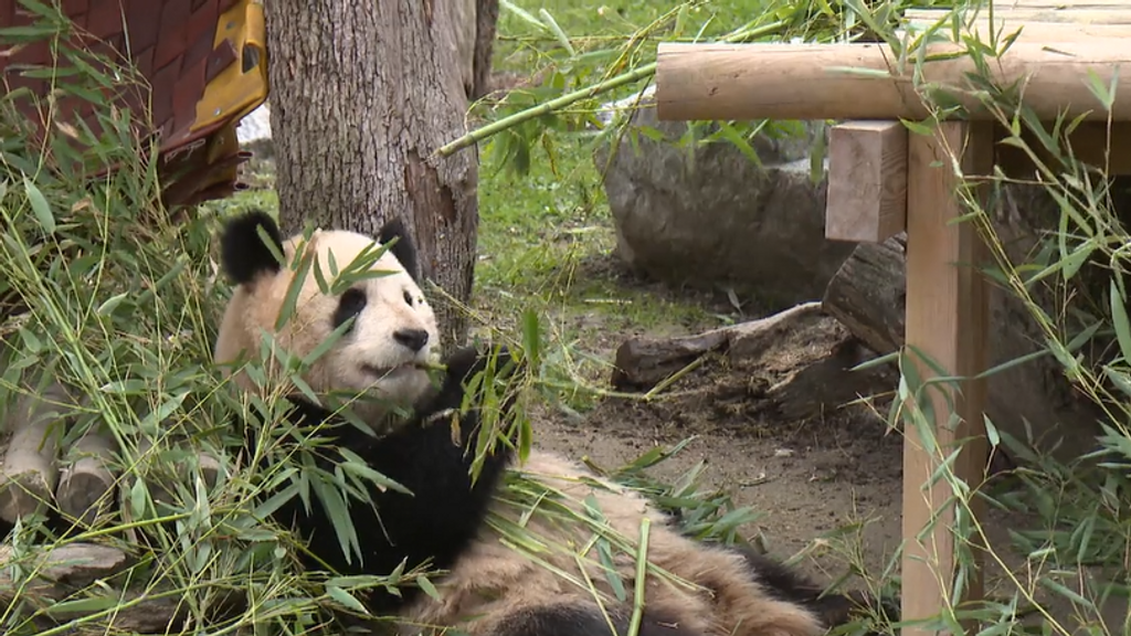La diplomacia de los osos panda: la familia del Zoo Aquarium de Madrid vuelve a China tras 20 años y seis crías