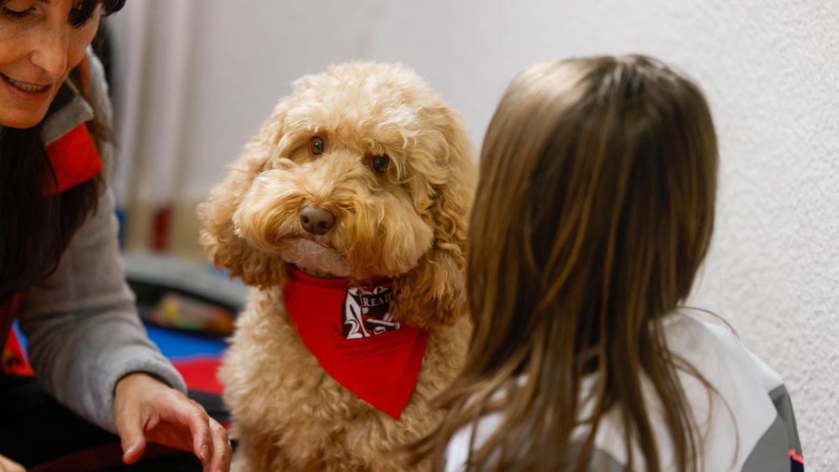 Perros y Letras llega a los colegios de Colmenar Viejo para ayudar a los menores con necesidades especiales