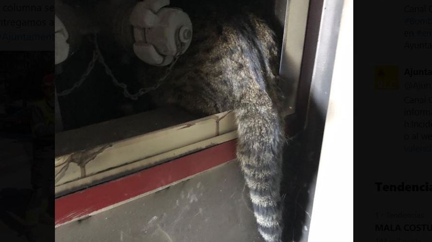 Coco fue encontrado en el piso 13, dos plantas más arriba de donde él vivía con su dueña, que no podía dar crédito