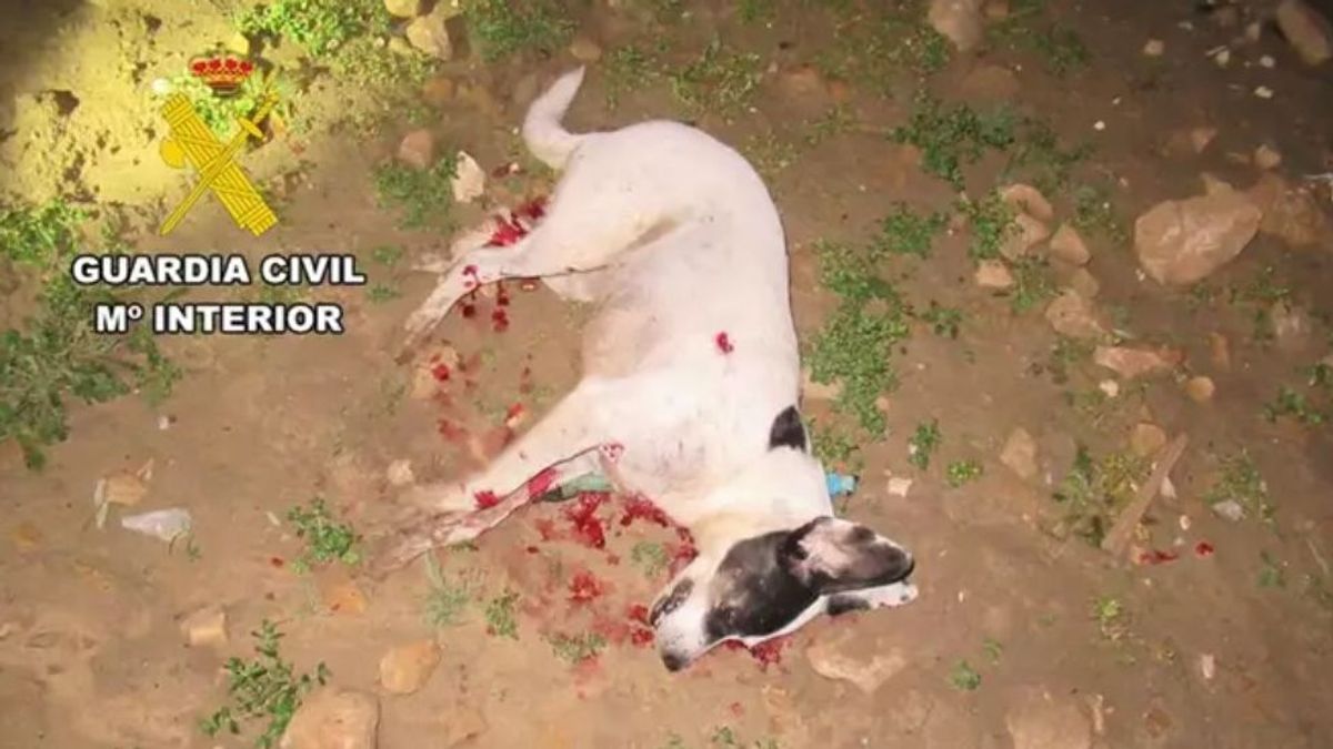 Perro asesinado a tiros