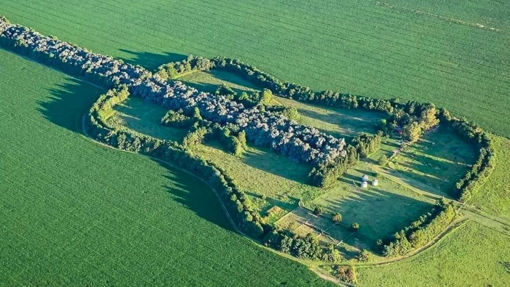 Cultiva durante 40 años un bosque en forma de guitarra por amor a su difunta esposa