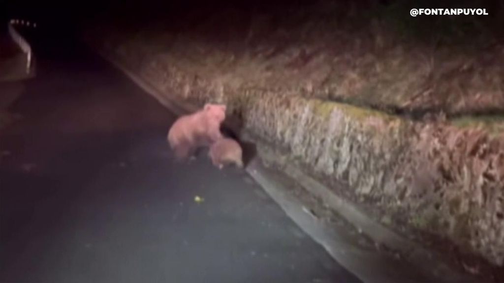 Un conductor consigue captar las imágenes del ataque mortal de un oso a un jabalí en el Valle de Arán