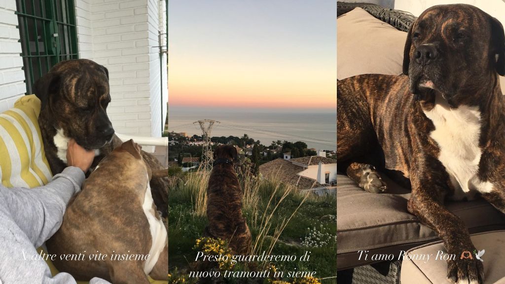 El mensaje que Carlo Costanzia ha lanzado a su "hermano"