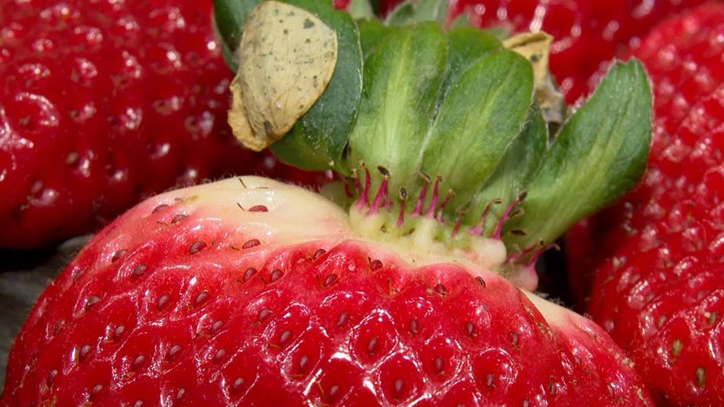 Fresas procentes de Marruecos con hepatitis A: ¿cómo lavar esta fruta para evitar un posible contagio?
