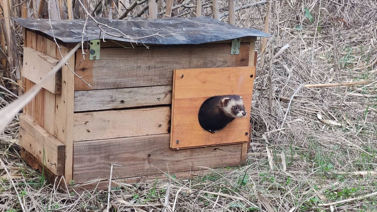 Liberan 11 turones europeos para "recuperar" la especie en peligro de extinción en Cataluña