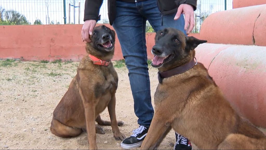 Trax y Luca, los perros detectores de chinches: así trabaja la unidad canina frente a las plagas