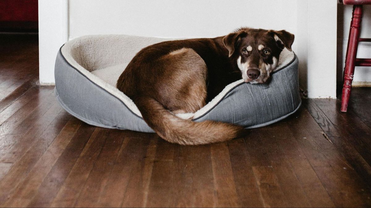 Un perro en su cama