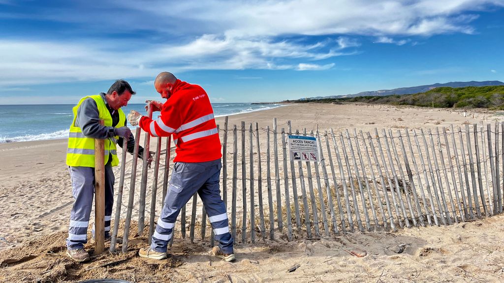 Cierran una playa para que el chorlitejo patinegro nidifique "con tranquilidad" en Viladecans