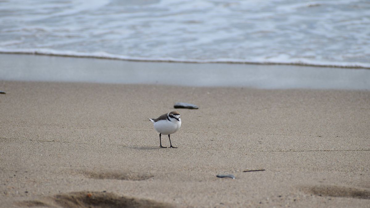 Cierran una playa para que el chorlitejo patinegro nidifique "con tranquilidad" en Viladecans