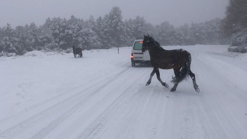 Caballos en medio de la carretera