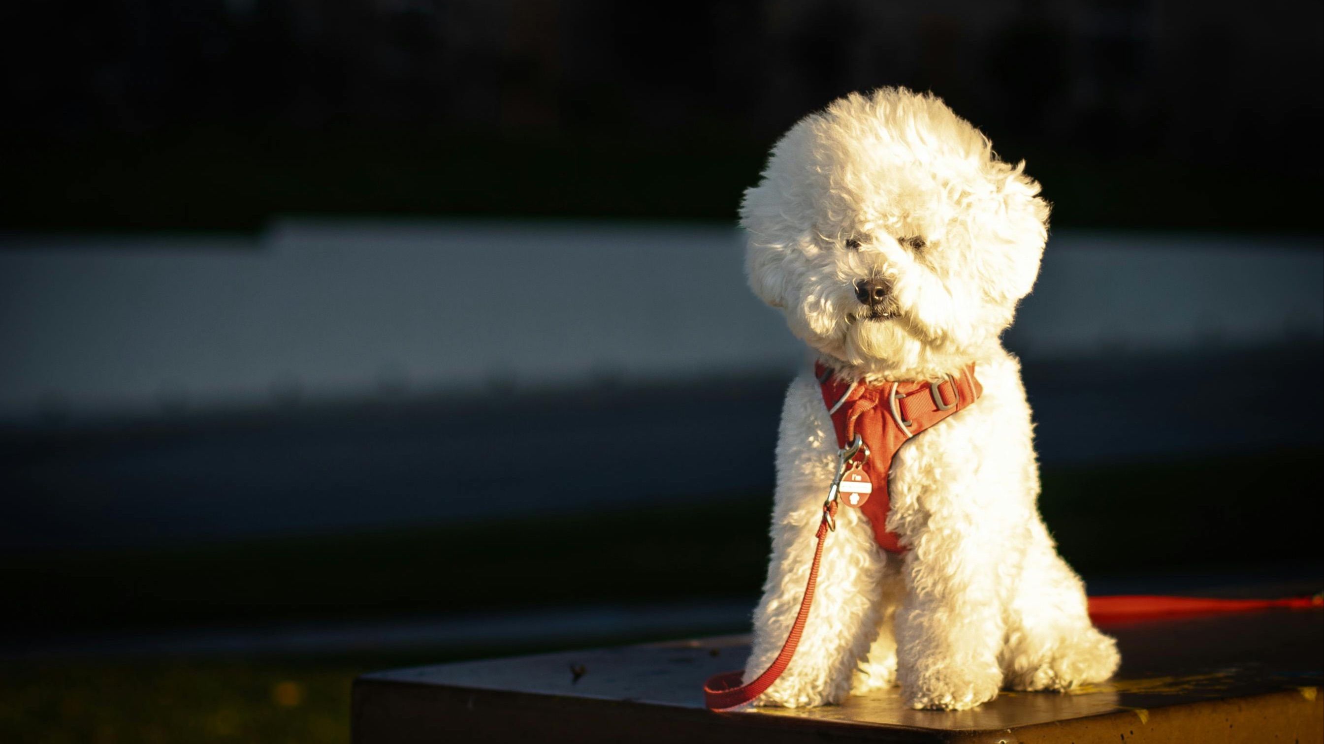 Bichon Frisé