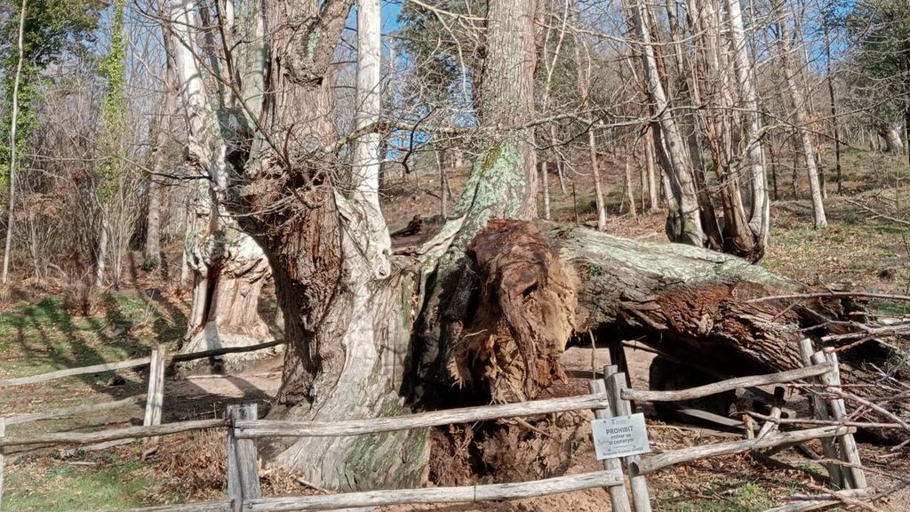 Cae una parte "importante" del árbol icónico del Montseny con 700 años de antigüedad
