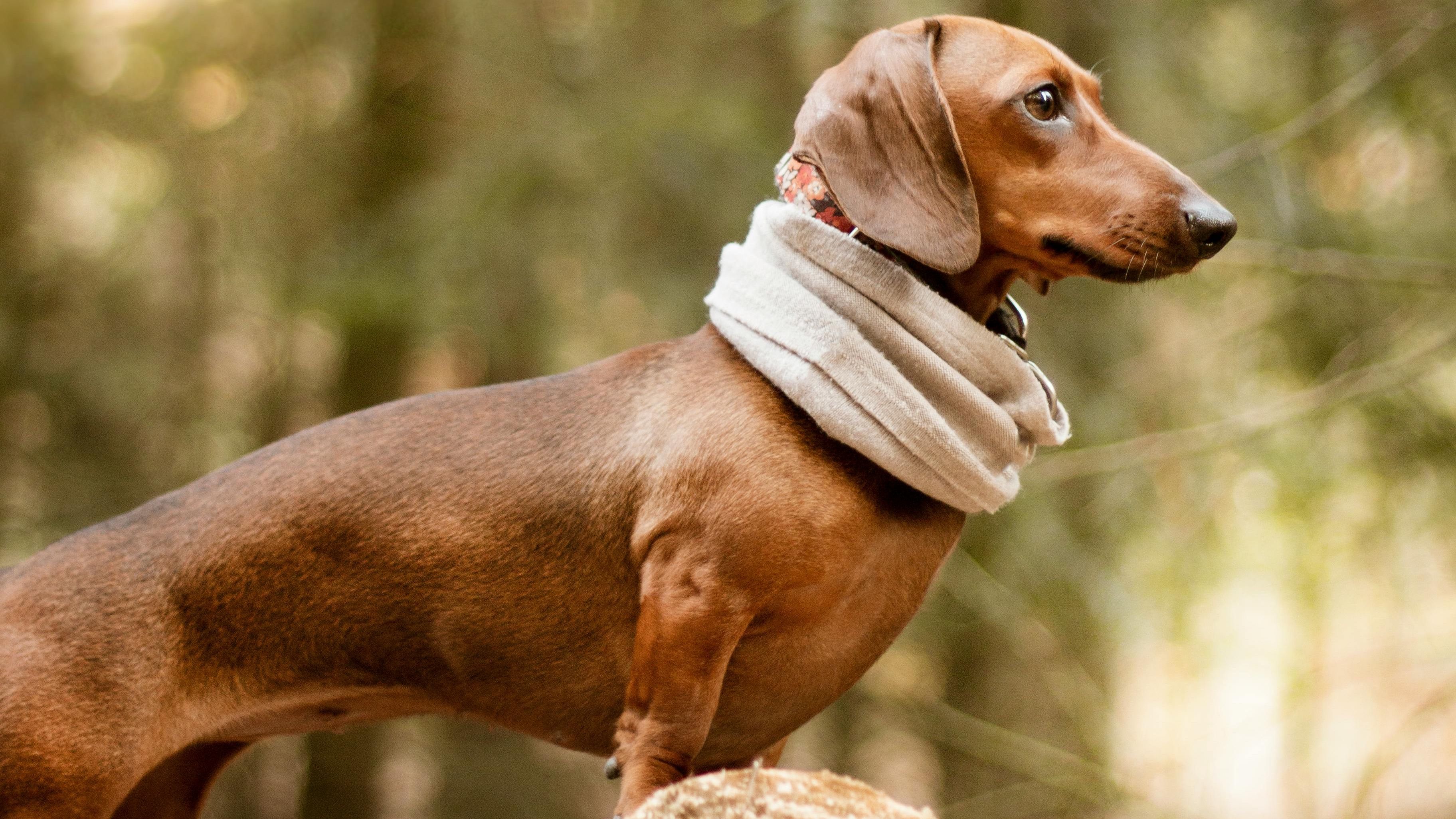 Dachshund