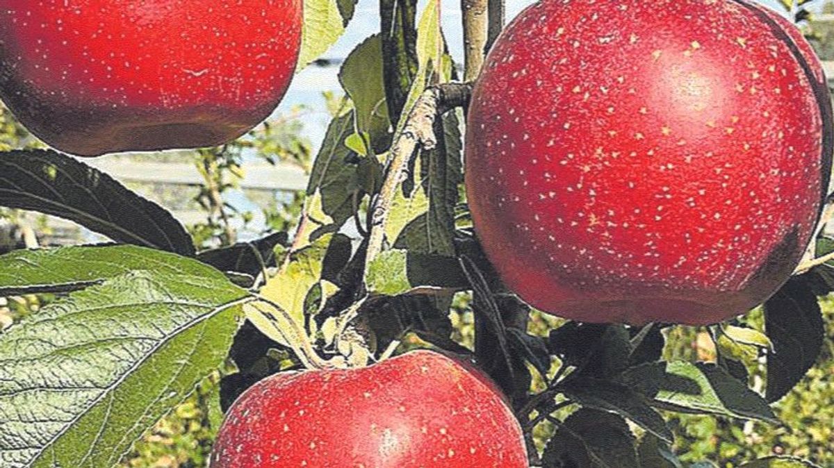 La manzana Tutti planta cara al cambio climático