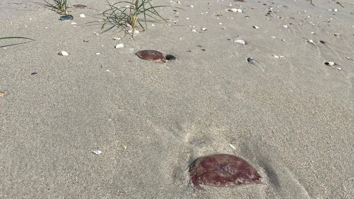 Los expertos investigan las causas de la arribada de estos ejemplares de medusa a las playas gallegas