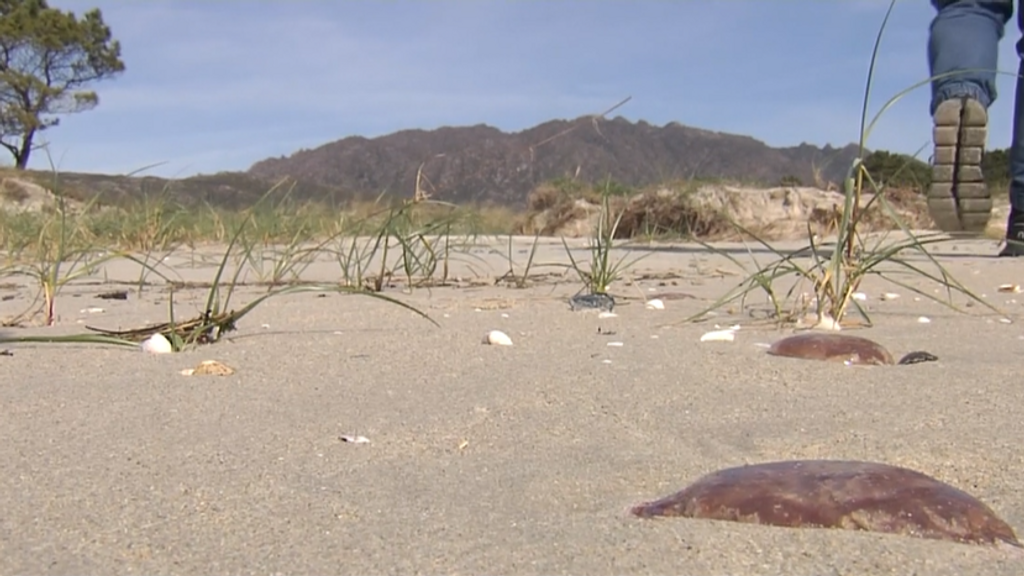 Presencia de medusas ‘pelagia noctulia’ en playas de A Coruña: las corrientes y el aumento de temperatura como responsables