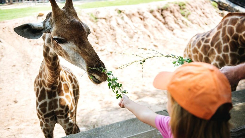 ¡Acude al zoo en el cumpleaños de tu niño y muéstrales los animales más extraños del mundo!