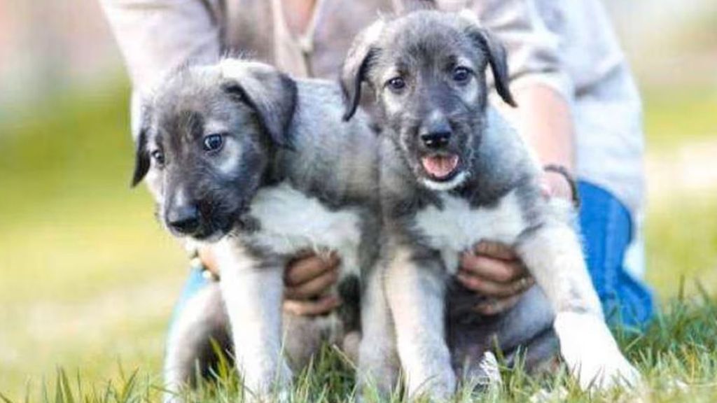 Cullen y Romulus, los perros gemelos idénticos