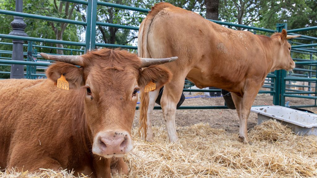 Los hermanos dicen no entender que se sacrifiquen a los animales que dieron negativo sin hacerles antes otra prueba