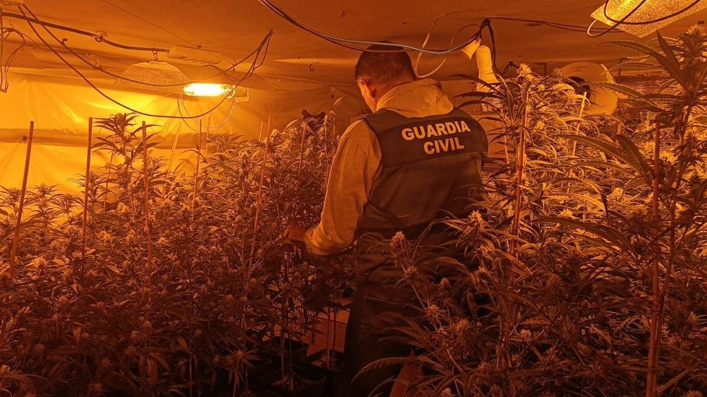 La Guardia Civil ha desmantelado así, en Chiva y Turís, dos plantaciones de marihuana