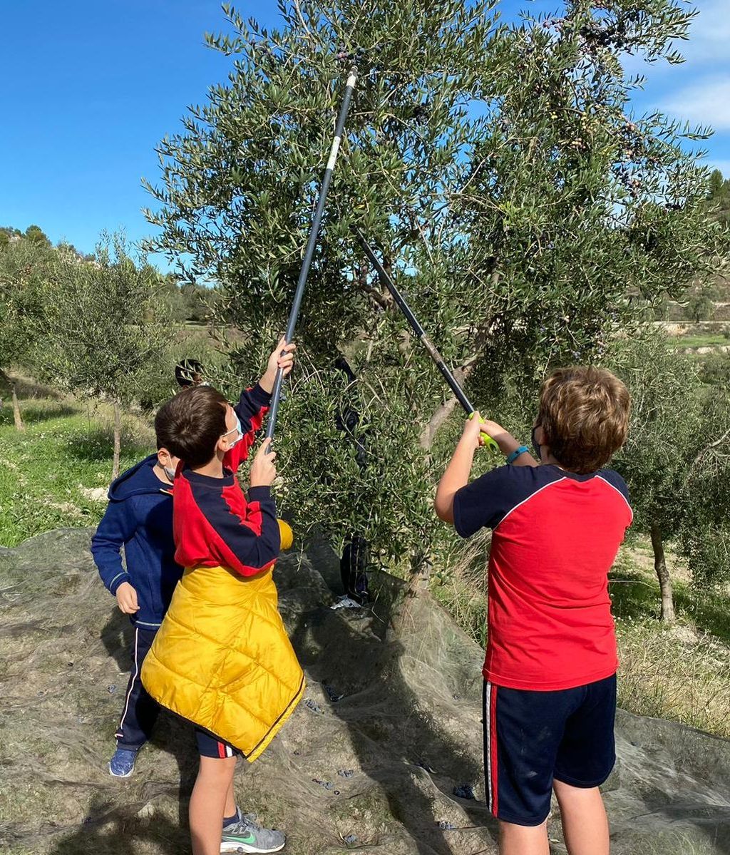 Alumnos recogiendo aceitunas