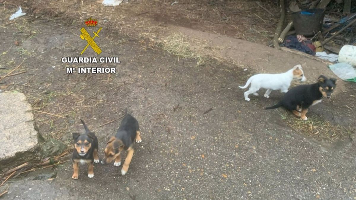 En el domicilio del denunciado había varios cachorros "de características similares a los abandonados"