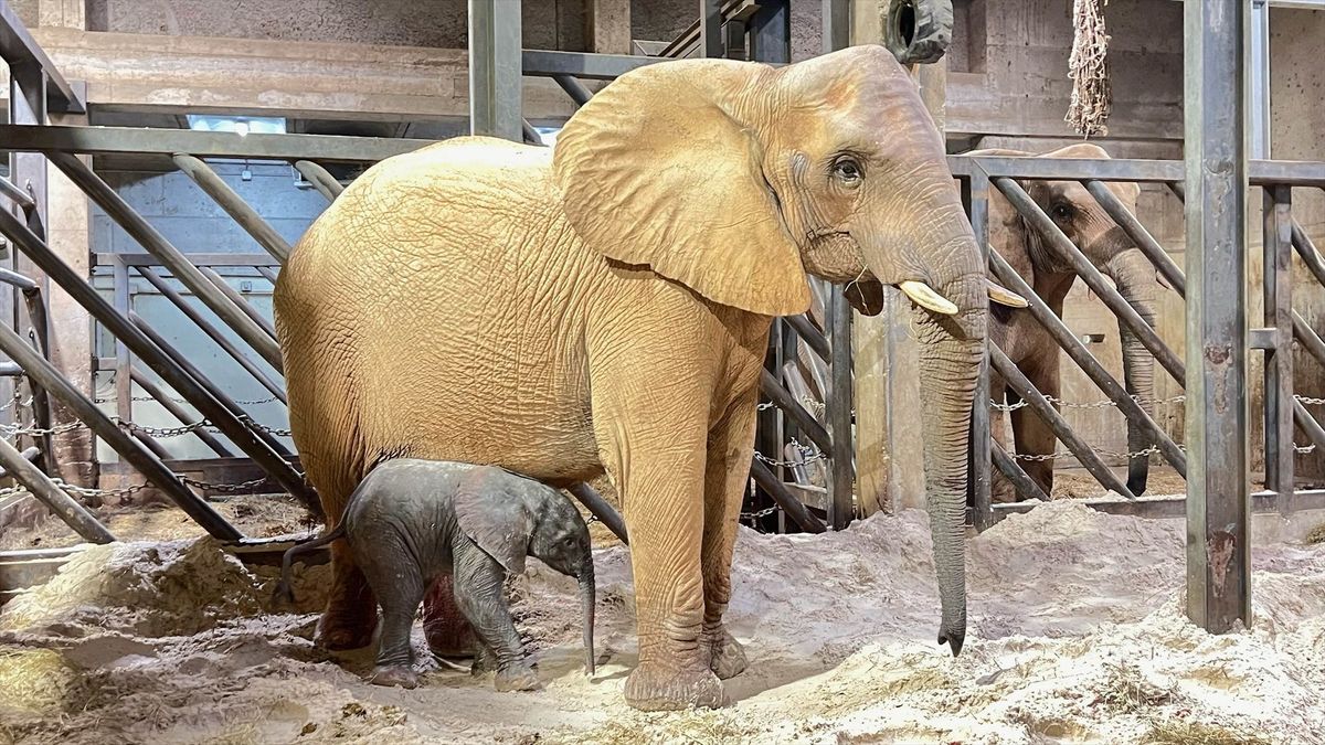 Entusiasmo en BIOPARC Valencia por el parto “en vivo” de un segundo elefante