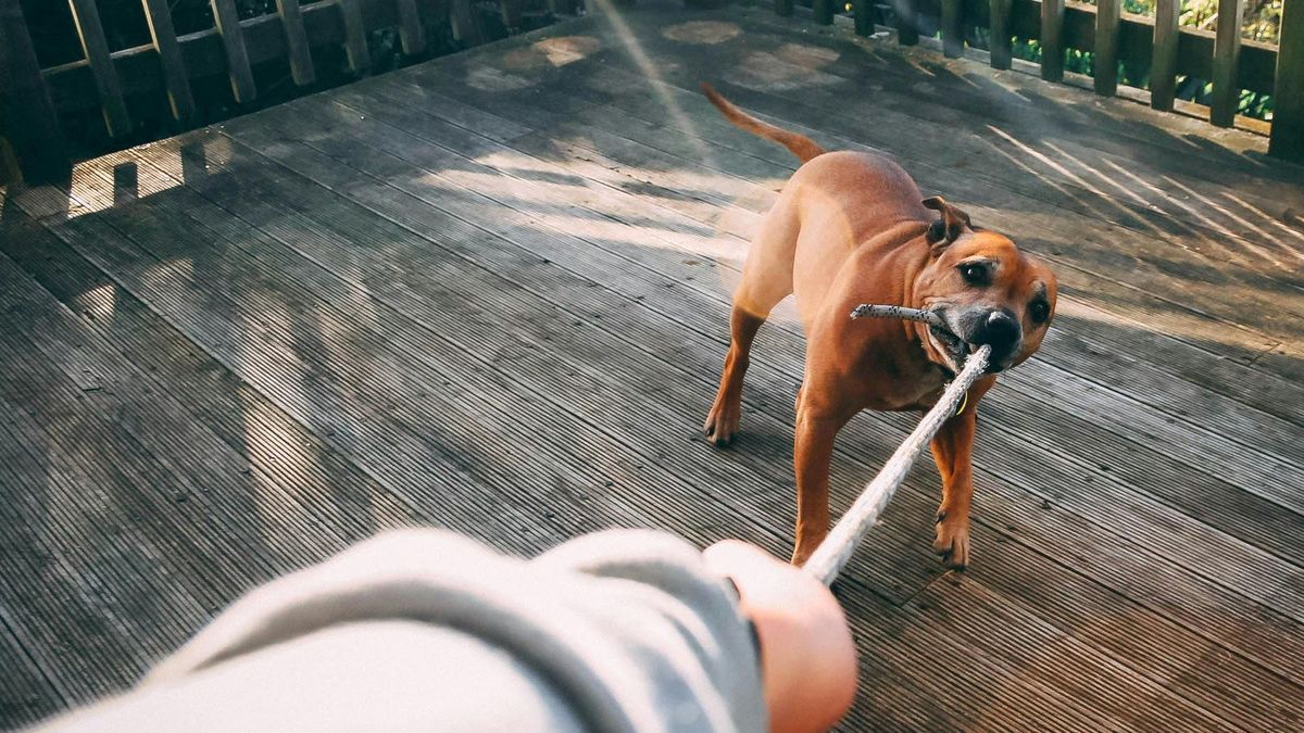 juego tira y afloja con perros