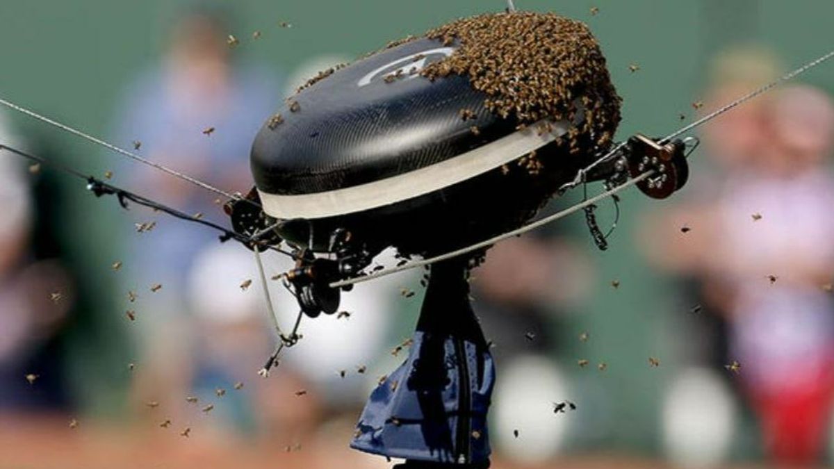 Invasión de abejas en Indian Wells: ¿por qué aparecieron de repente en la pista y se agolparon en la 'Spidercam'?